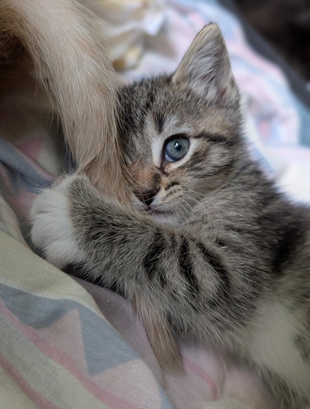 Enlarge River, a ADOPTABLE mixed breed in Granite Falls, NC image 4/6