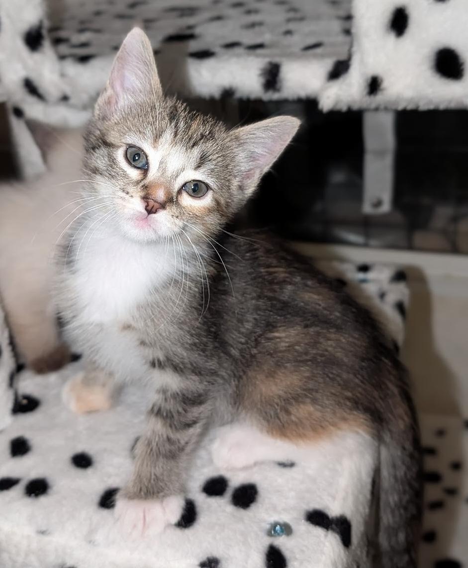 Enlarge River, a ADOPTABLE mixed breed in Granite Falls, NC image 1/6