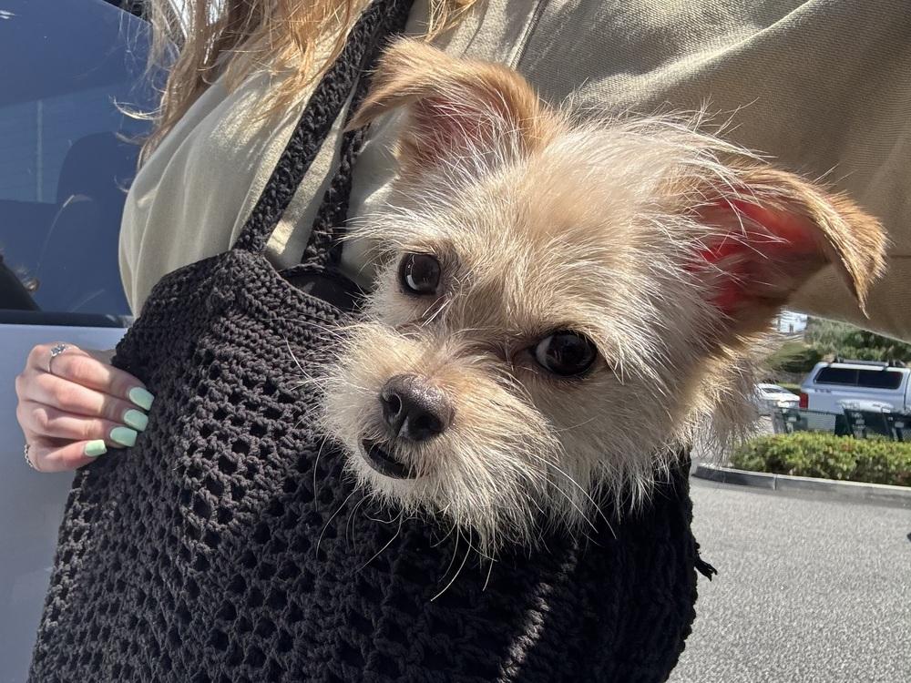 Enlarge Slinky, a Adoptable mixed breed in ventura, CA image 2/5