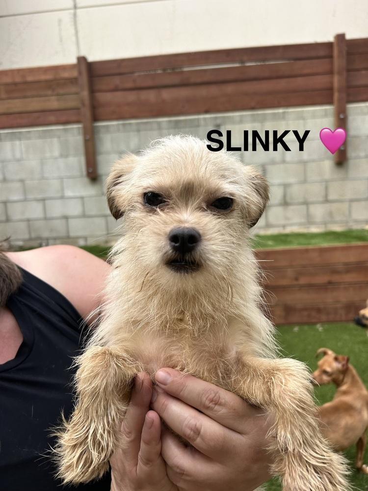 Enlarge Slinky, a Adoptable mixed breed in ventura, CA image 3/5