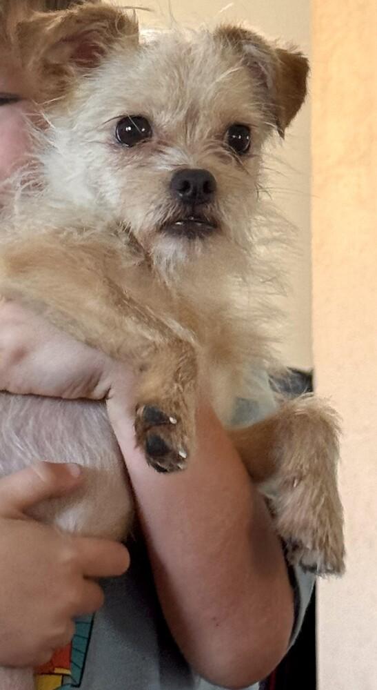 Enlarge Slinky, a Adoptable mixed breed in ventura, CA image 4/5