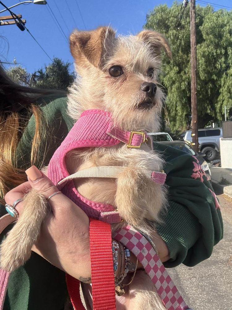Enlarge Slinky, a Adoptable mixed breed in ventura, CA image 5/5