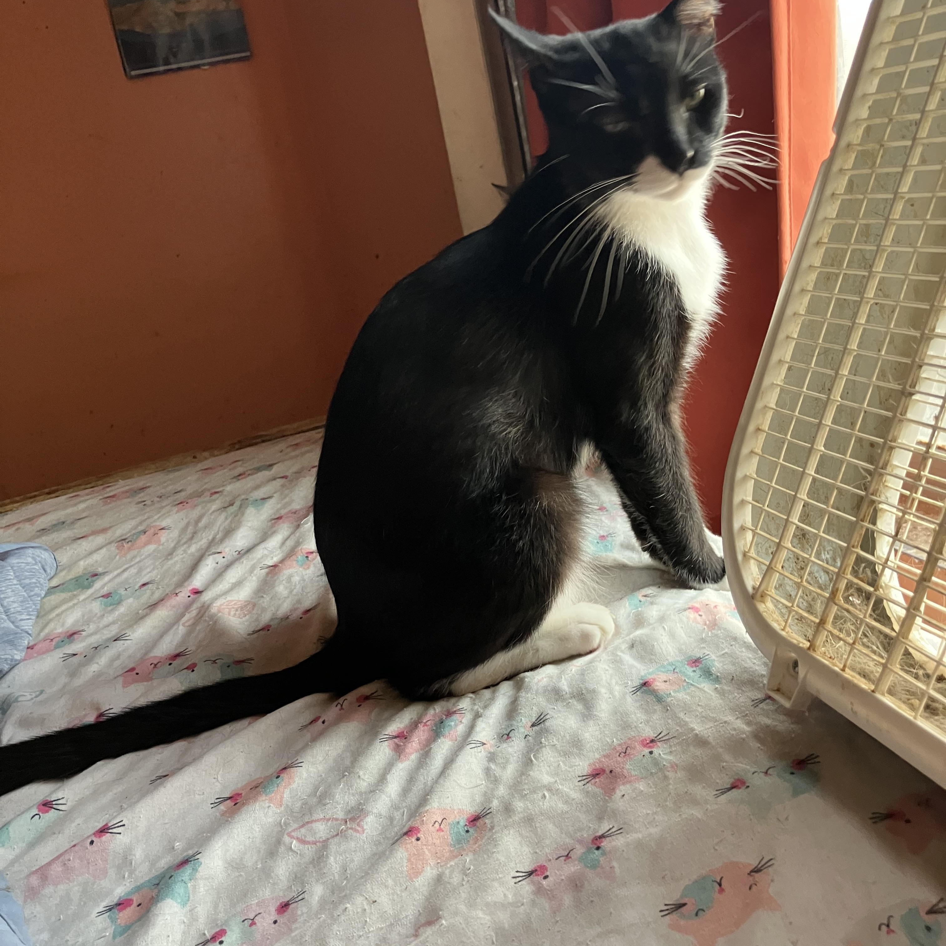Enlarge Tyler, a Adopted Tuxedo in El Mirage, AZ image 1/3