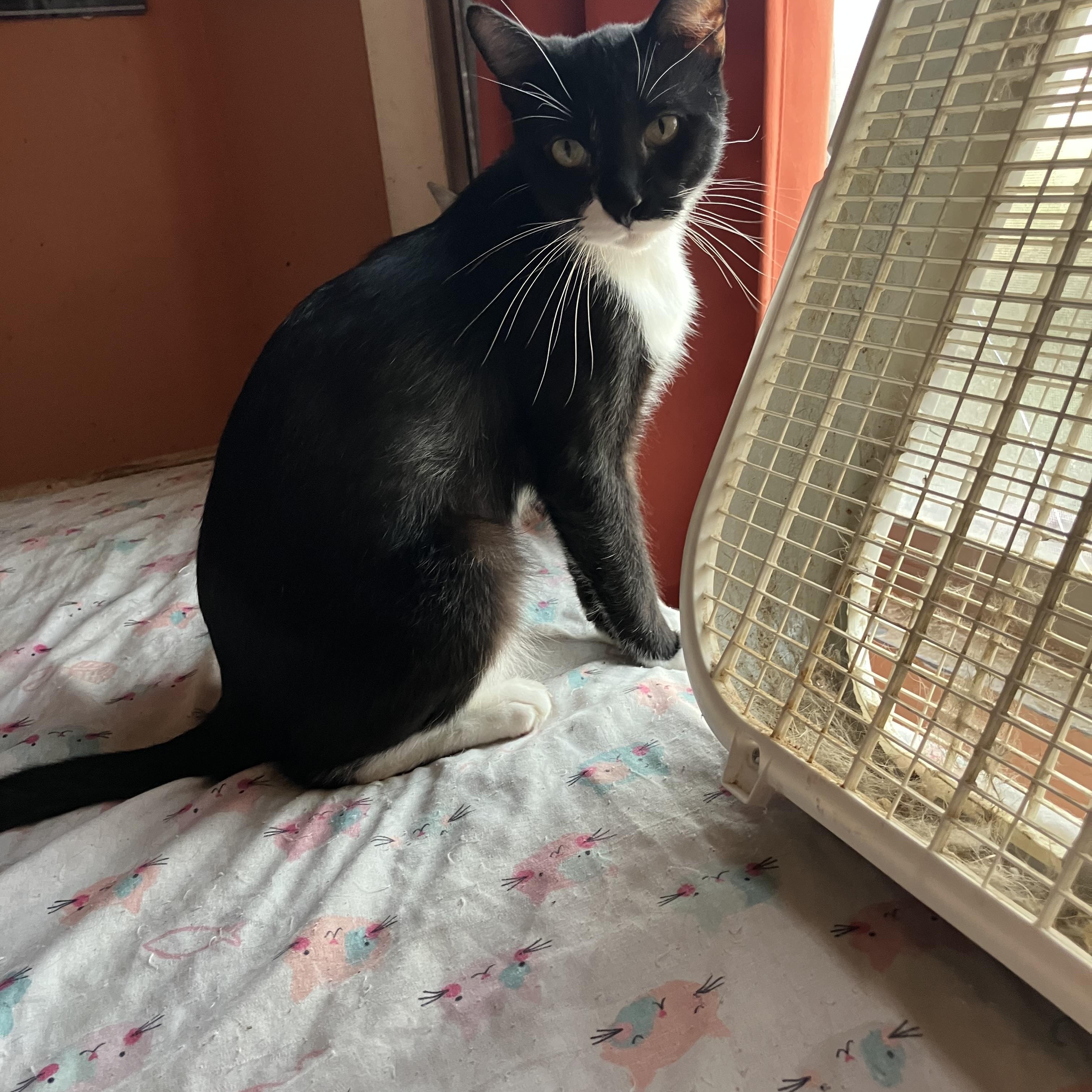 Enlarge Tyler, a Adopted Tuxedo in El Mirage, AZ image 2/3