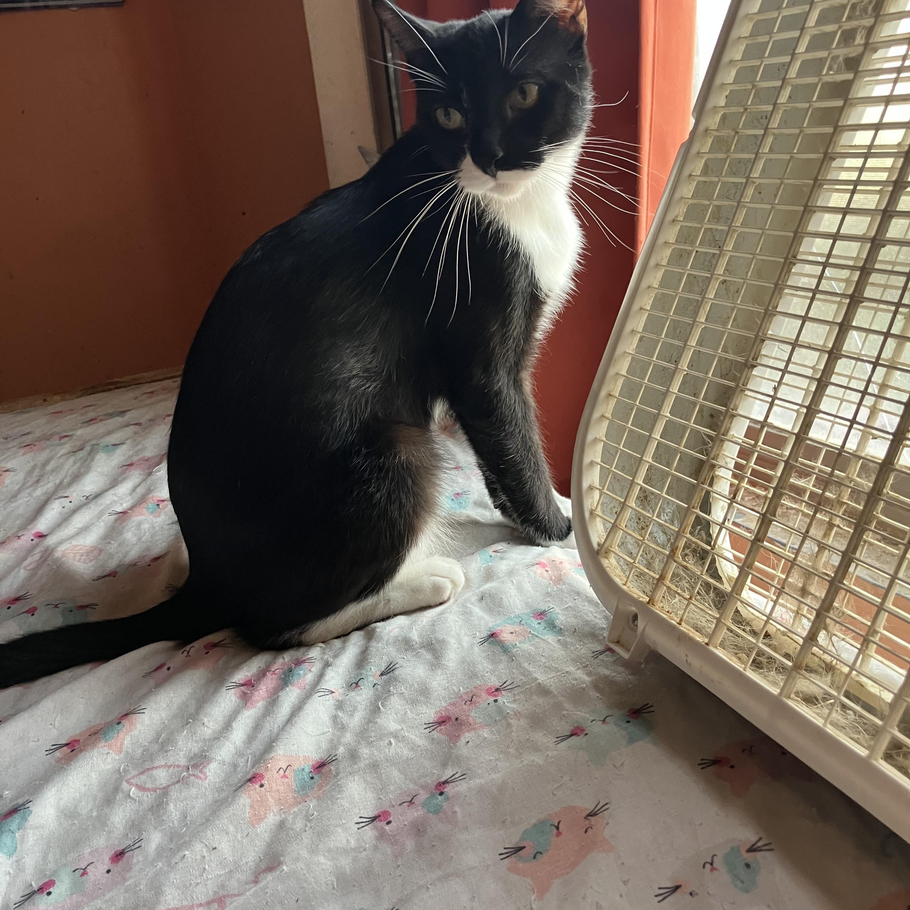 Enlarge Tyler, a Adopted Tuxedo in El Mirage, AZ image 3/3
