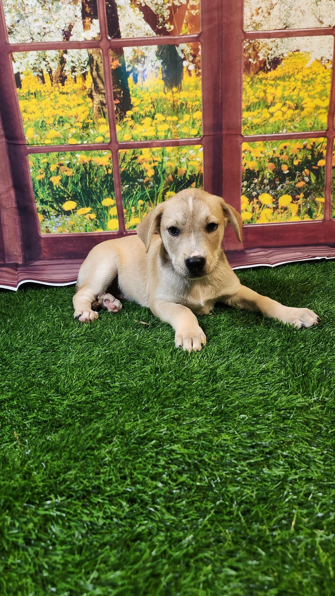 Enlarge Riley DG, a Adoptable mixed breed in Hoffman Estates, IL image 6/6
