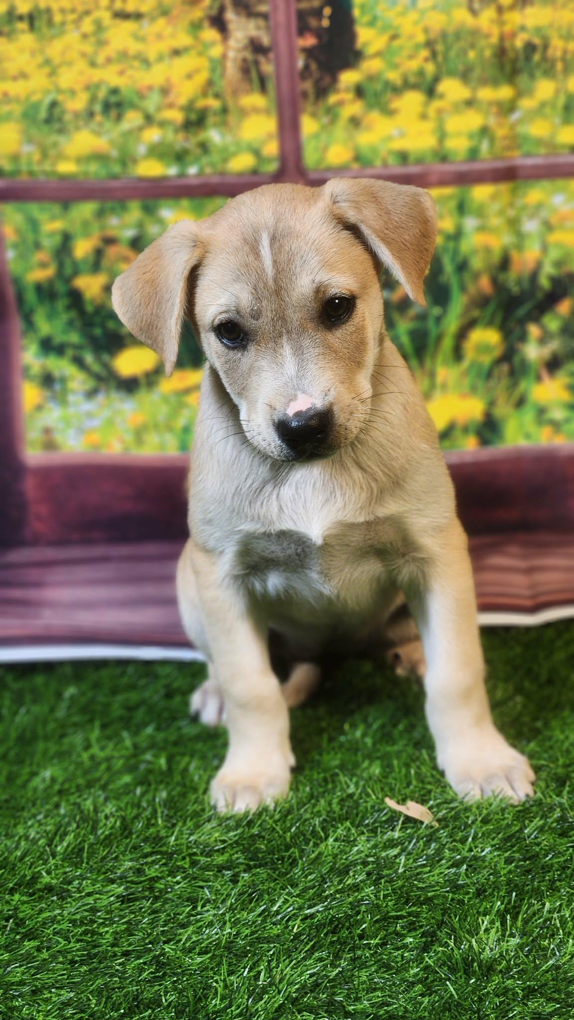 Enlarge Riley DG, a Adoptable mixed breed in Hoffman Estates, IL image 2/6