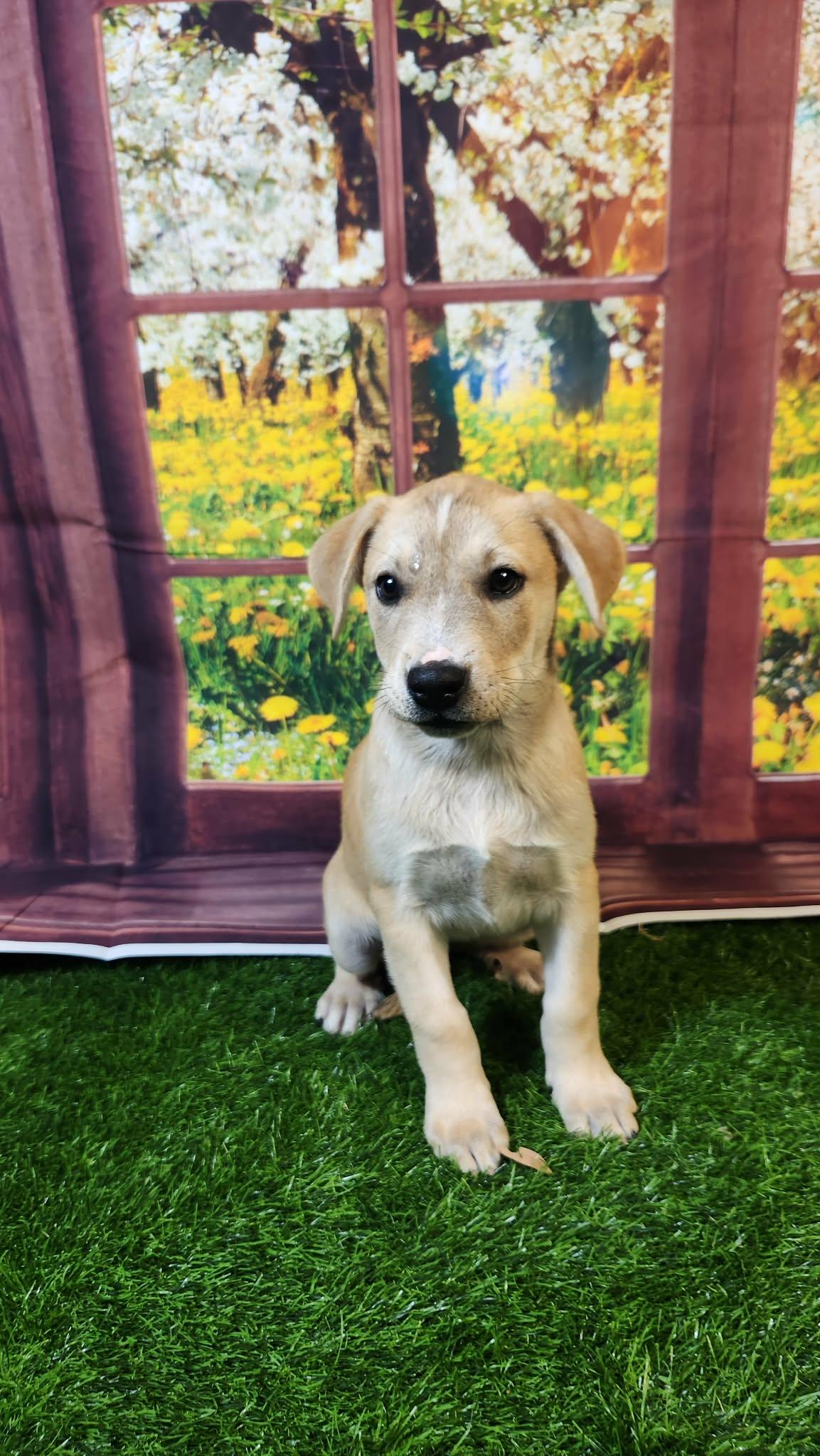 Enlarge Riley DG, a Adoptable mixed breed in Hoffman Estates, IL image 3/6