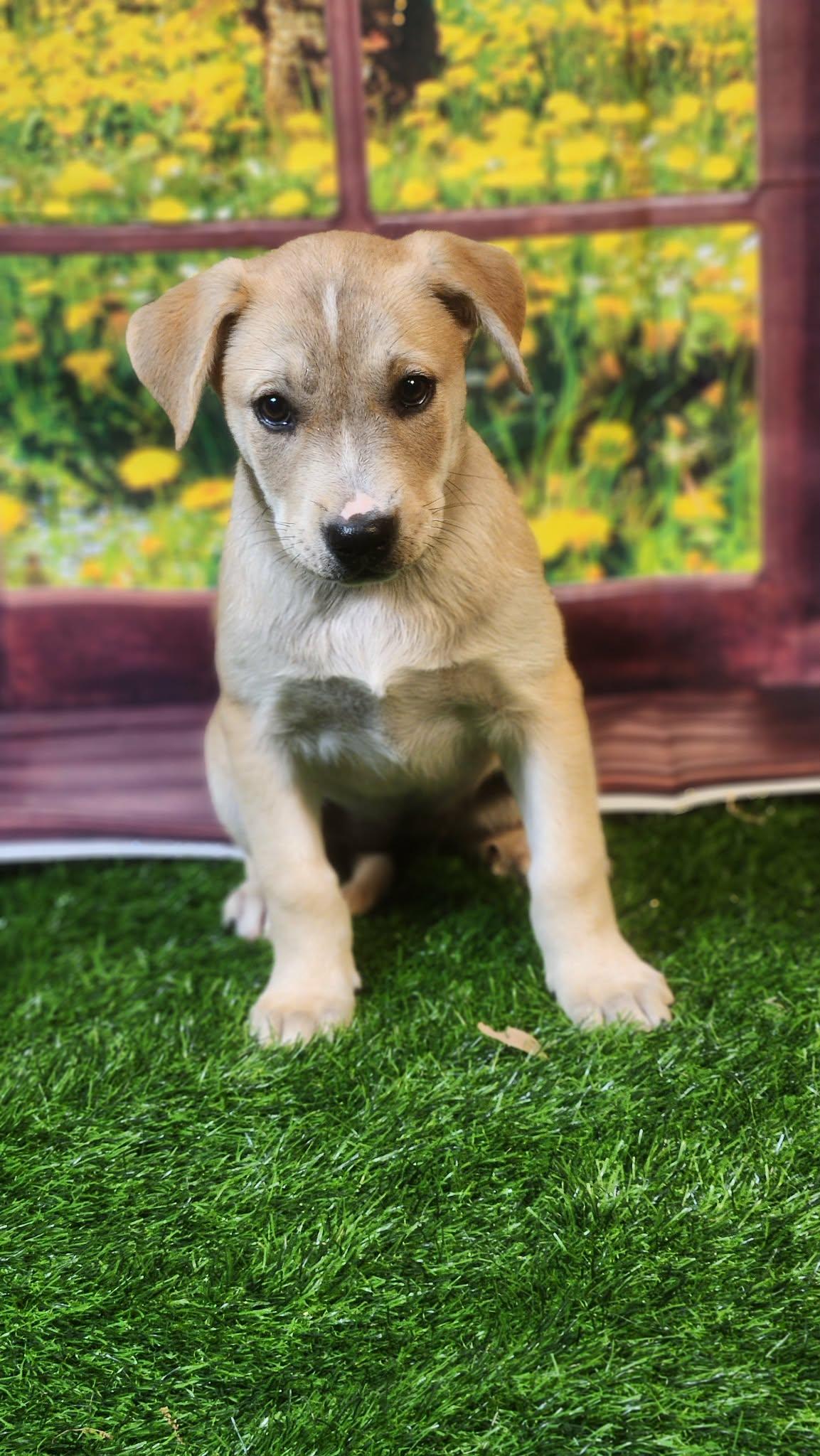 Enlarge Riley DG, a Adoptable mixed breed in Hoffman Estates, IL image 5/6