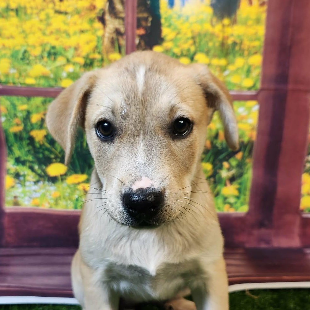 Enlarge Riley DG, a Adoptable mixed breed in Hoffman Estates, IL image 4/6