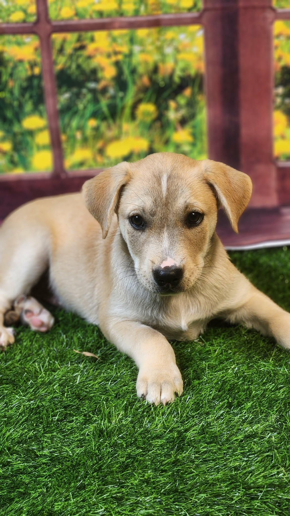 Enlarge Riley DG, a Adoptable mixed breed in Hoffman Estates, IL image 1/6