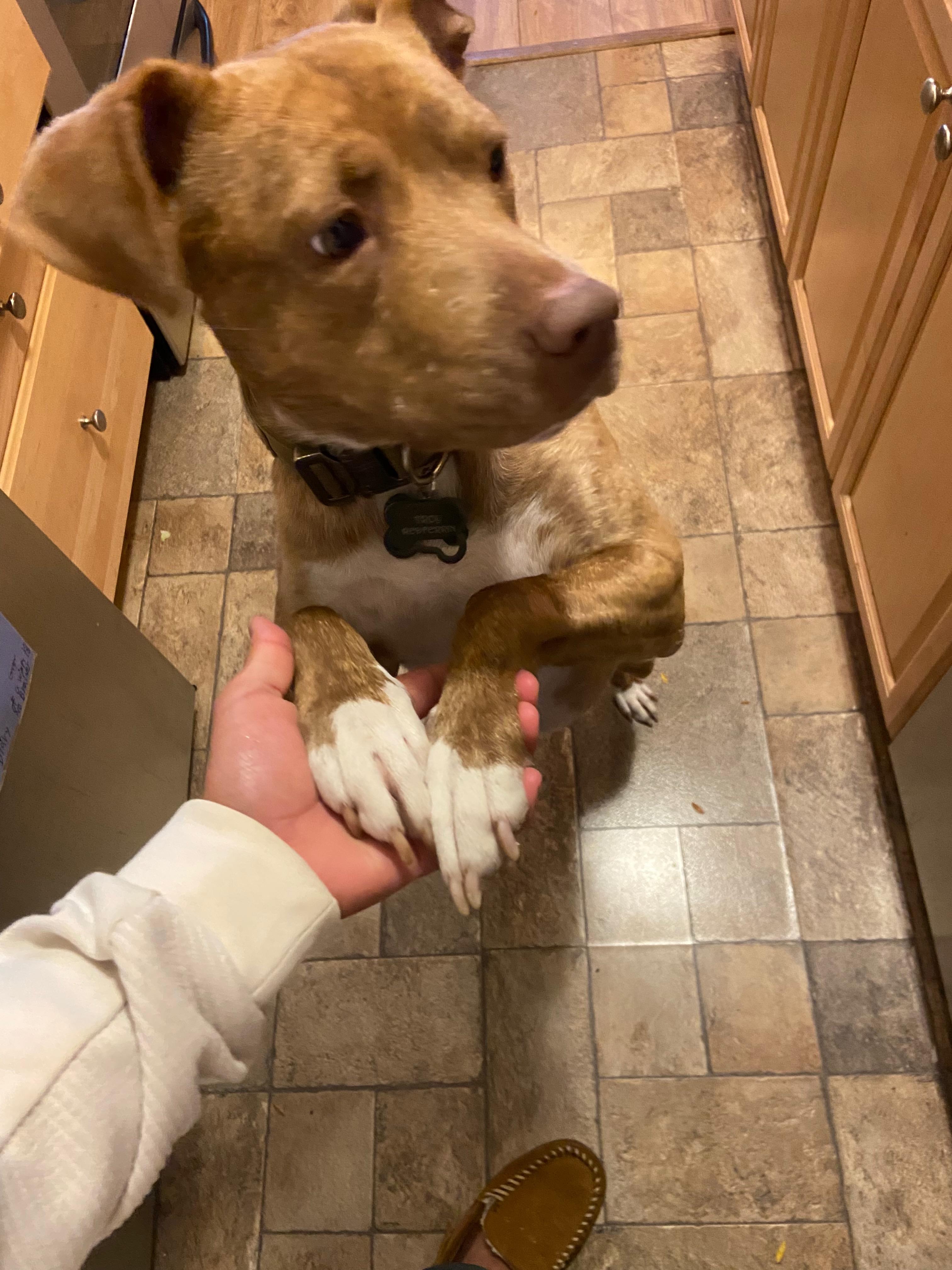 Enlarge Tucker James (a.k.a. Troy), a Adoptable mixed breed in Farmington, MO image 3/6