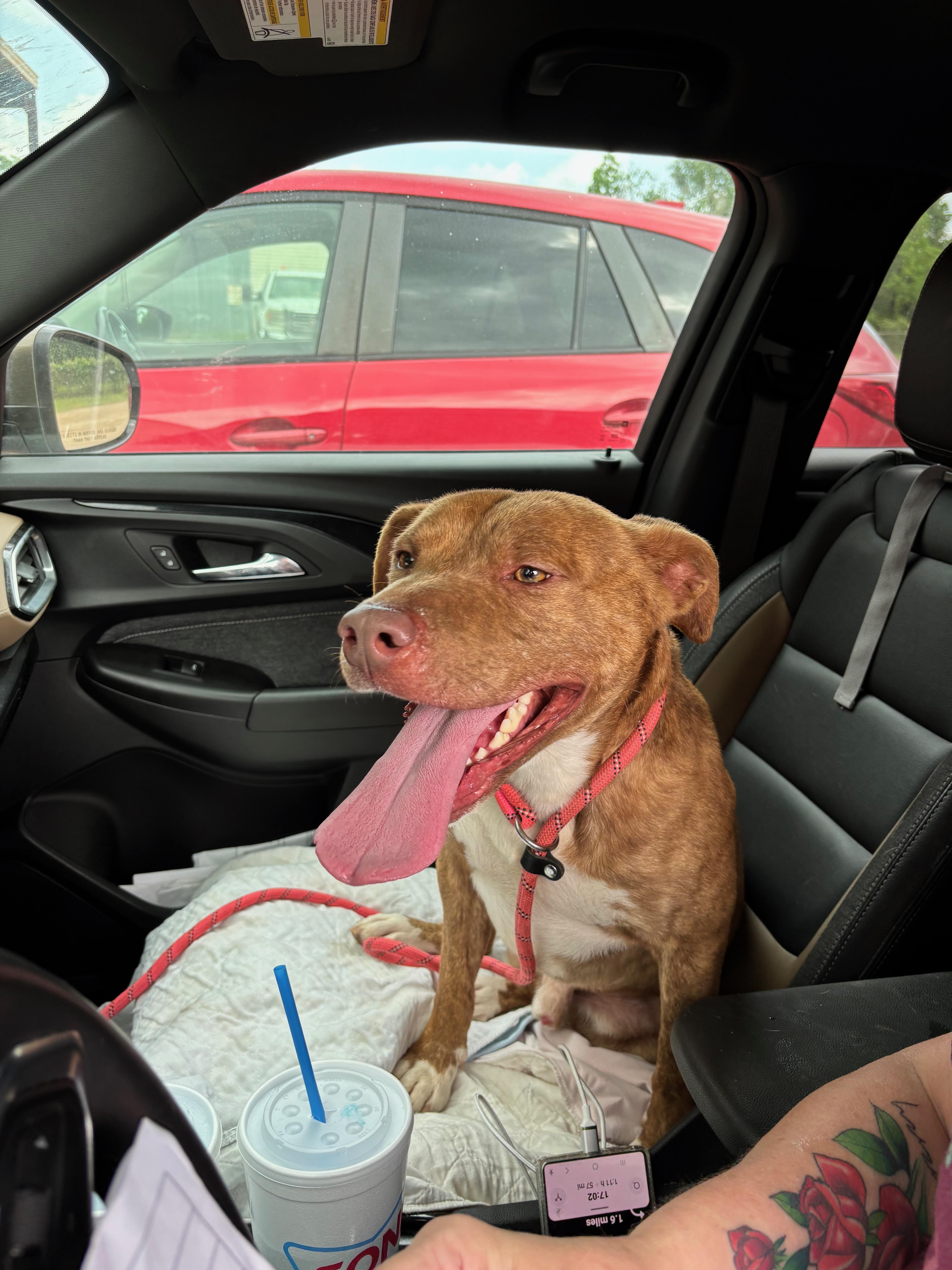 Enlarge Tucker James (a.k.a. Troy), a Adoptable mixed breed in Farmington, MO image 4/6