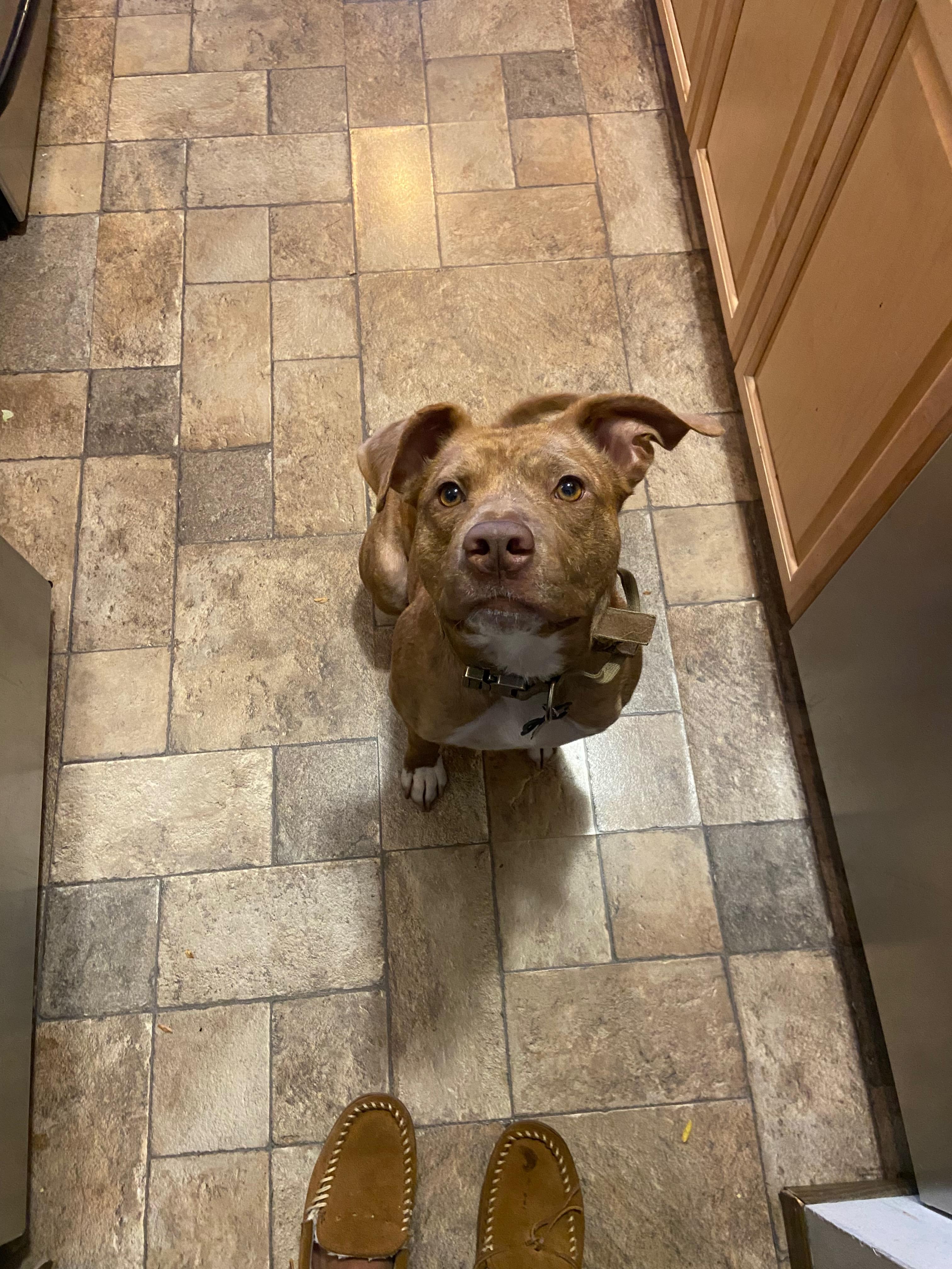Enlarge Tucker James (a.k.a. Troy), a Adoptable mixed breed in Farmington, MO image 2/6