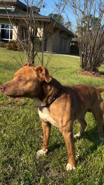 Enlarge Tucker James (a.k.a. Troy), a Adoptable mixed breed in Farmington, MO video 6/6