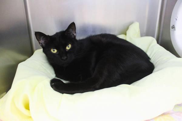 Chappell, Adoptable, Adult Female Domestic Short Hair.