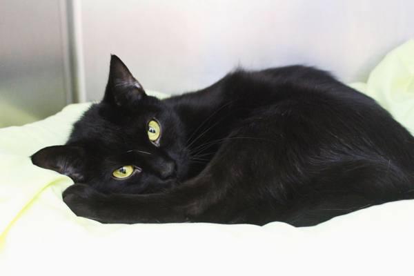 Chappell, a Adoptable mixed breed in Indiana, PA image 2/4