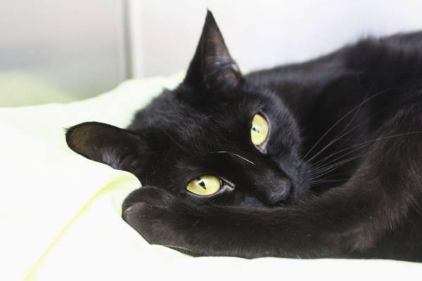 Chappell, a Adoptable mixed breed in Indiana, PA image 3/4