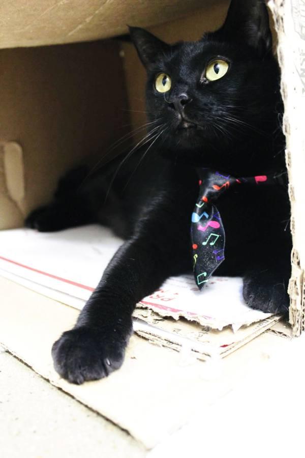 Chappell, a Adoptable mixed breed in Indiana, PA image 4/4