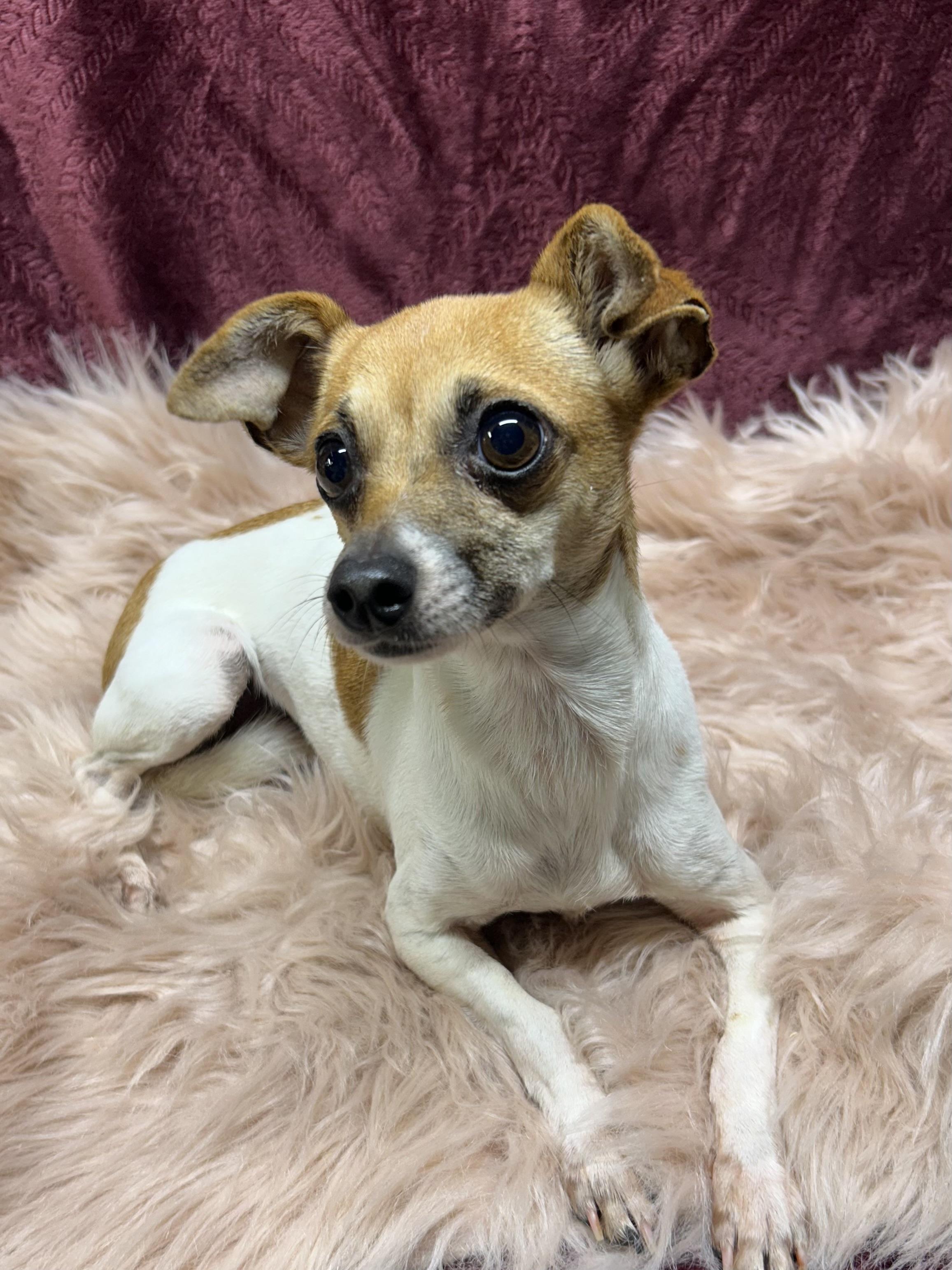 PIXIE, Adoptable, Adult Female Chihuahua.