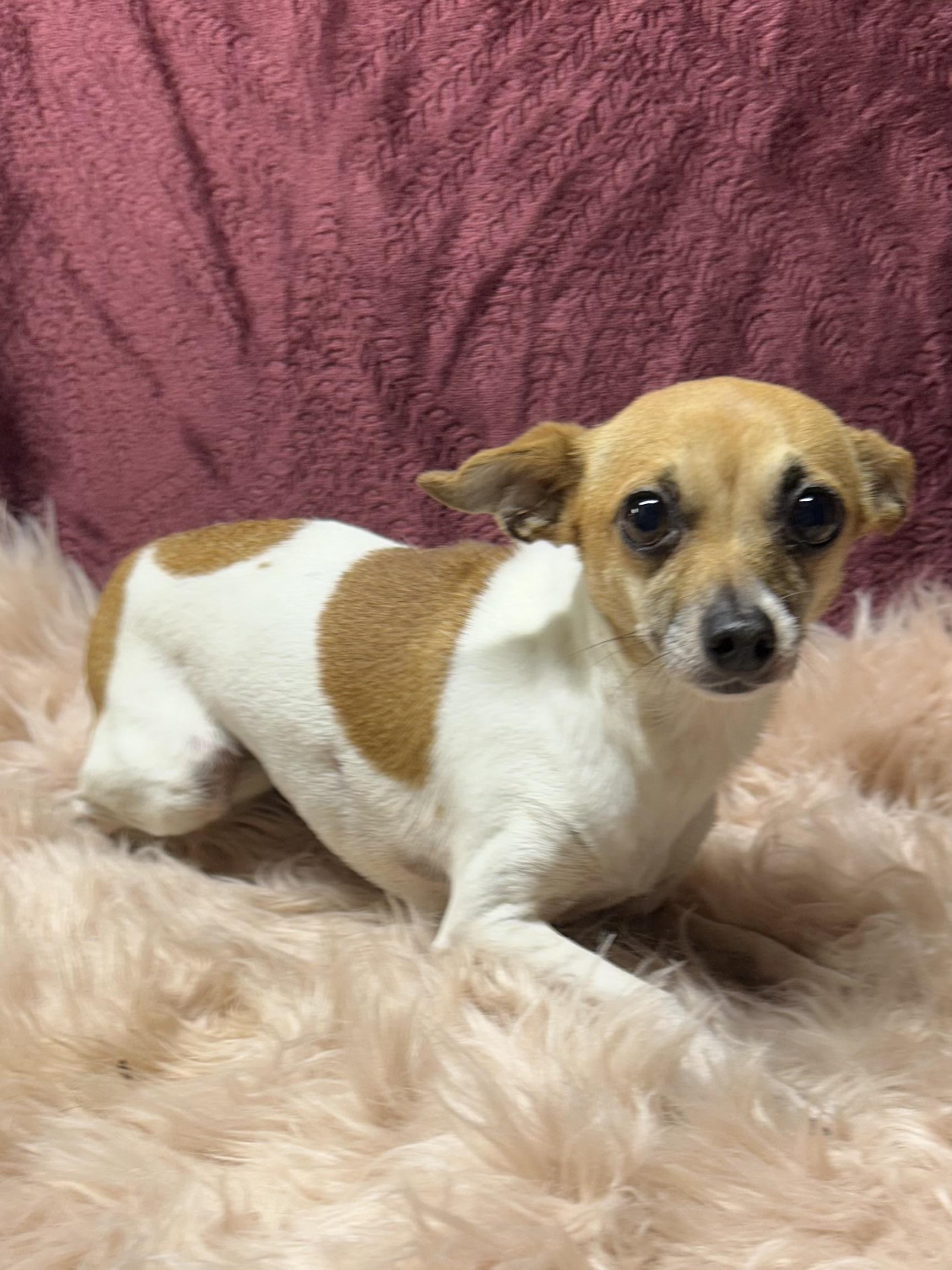 Enlarge PIXIE, a Adoptable Chihuahua in Elyria, OH image 5/6