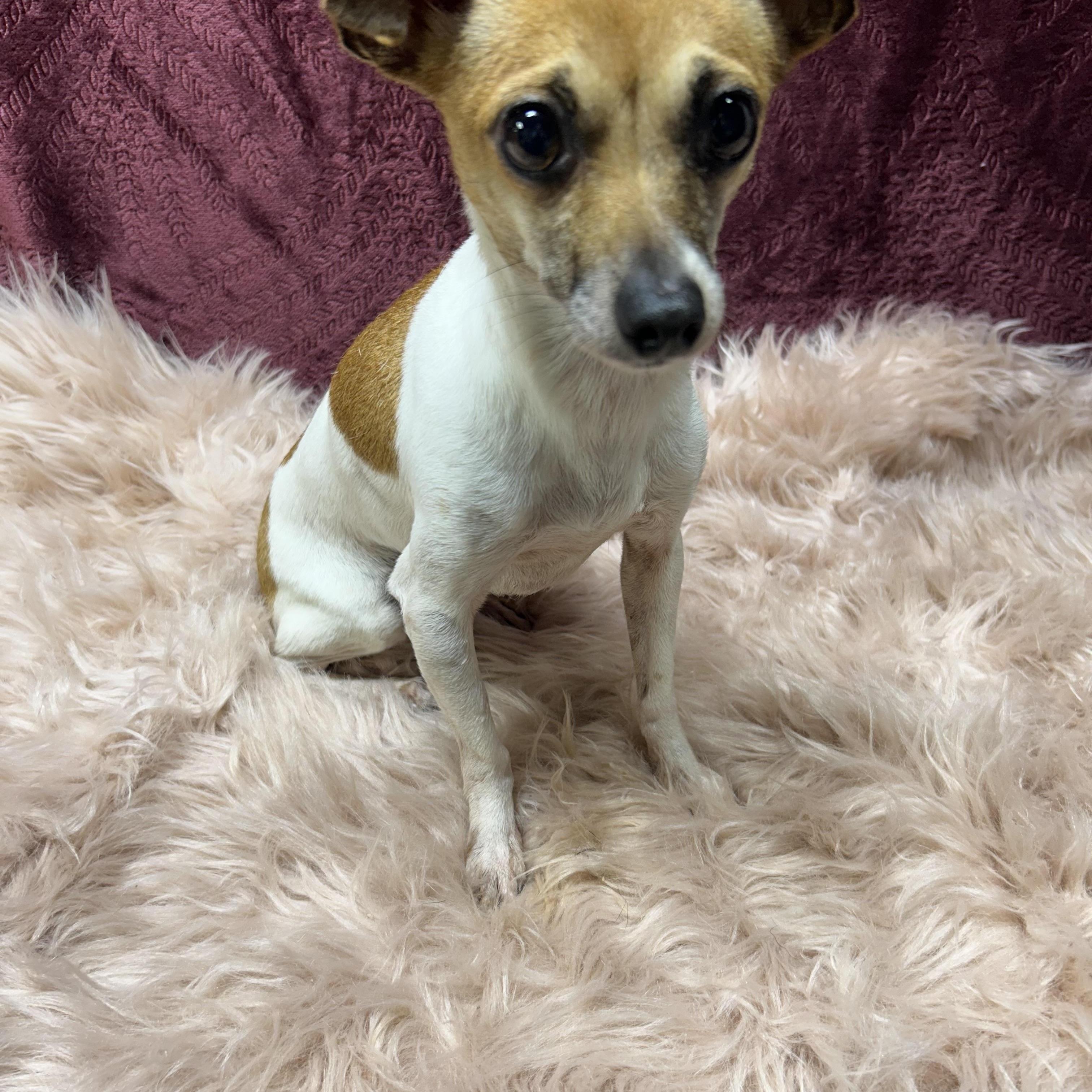 Enlarge PIXIE, a Adoptable Chihuahua in Elyria, OH image 6/6