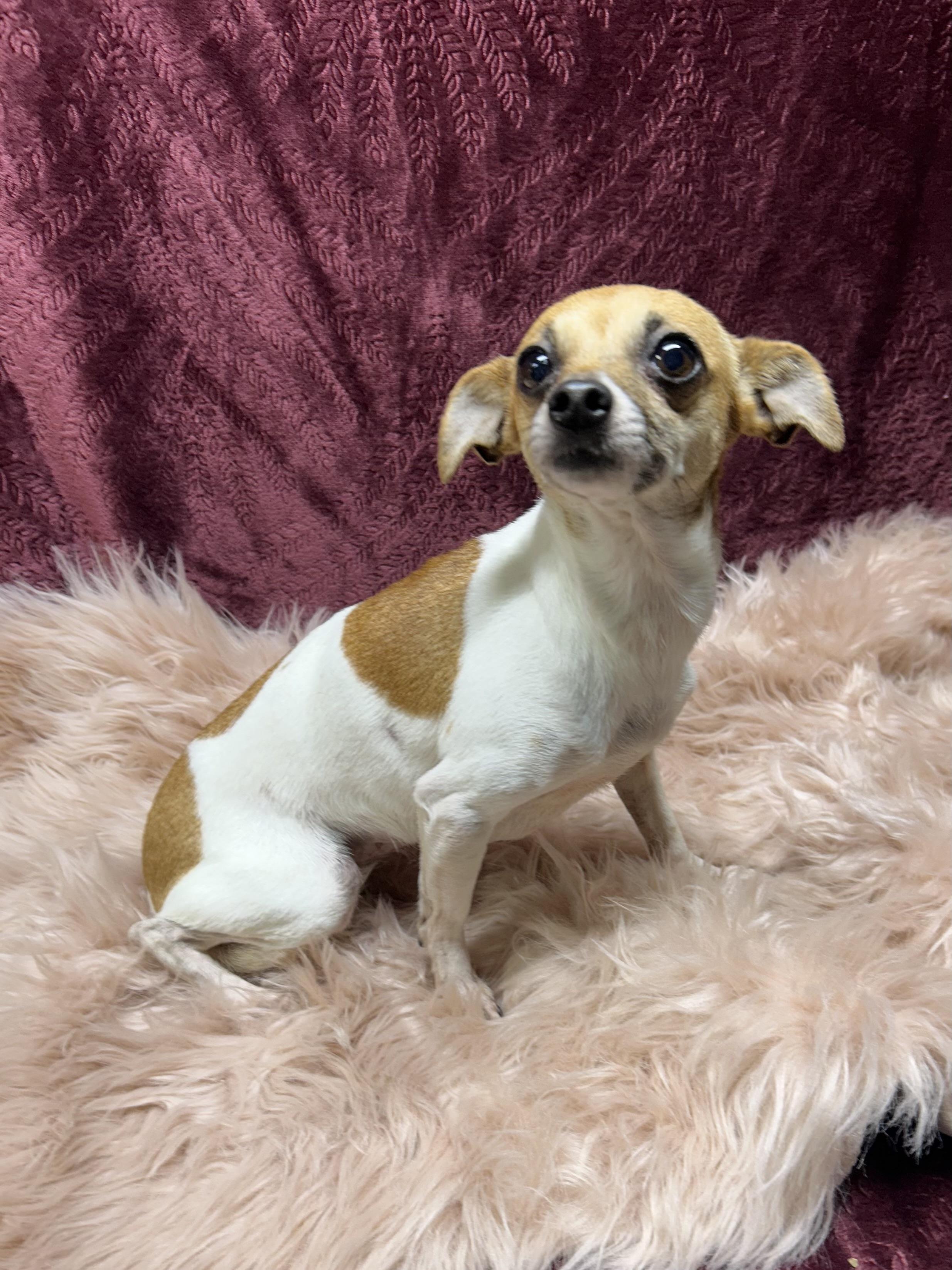 Enlarge PIXIE, a Adoptable Chihuahua in Elyria, OH image 3/6