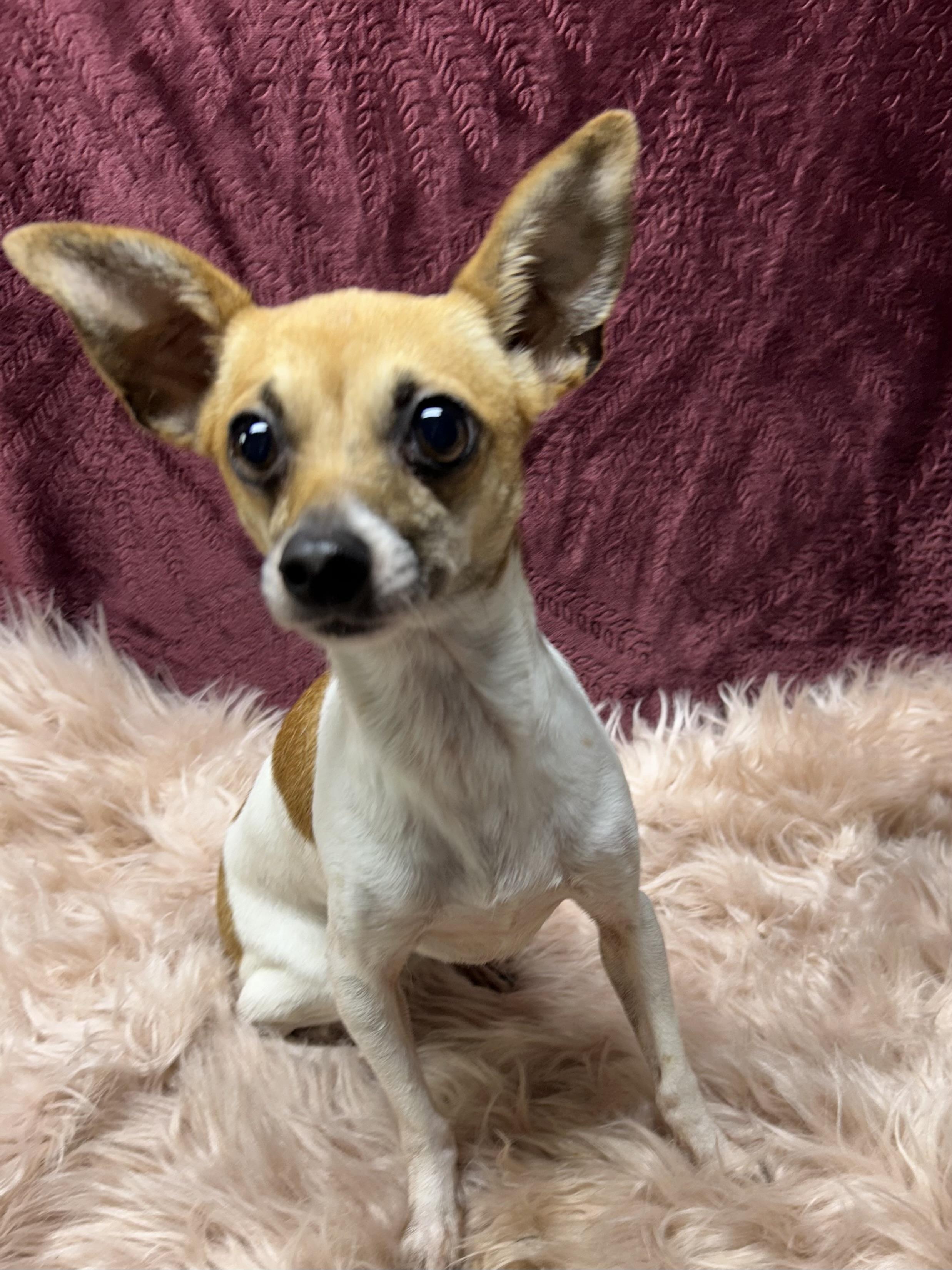 Enlarge PIXIE, a Adoptable Chihuahua in Elyria, OH image 2/6