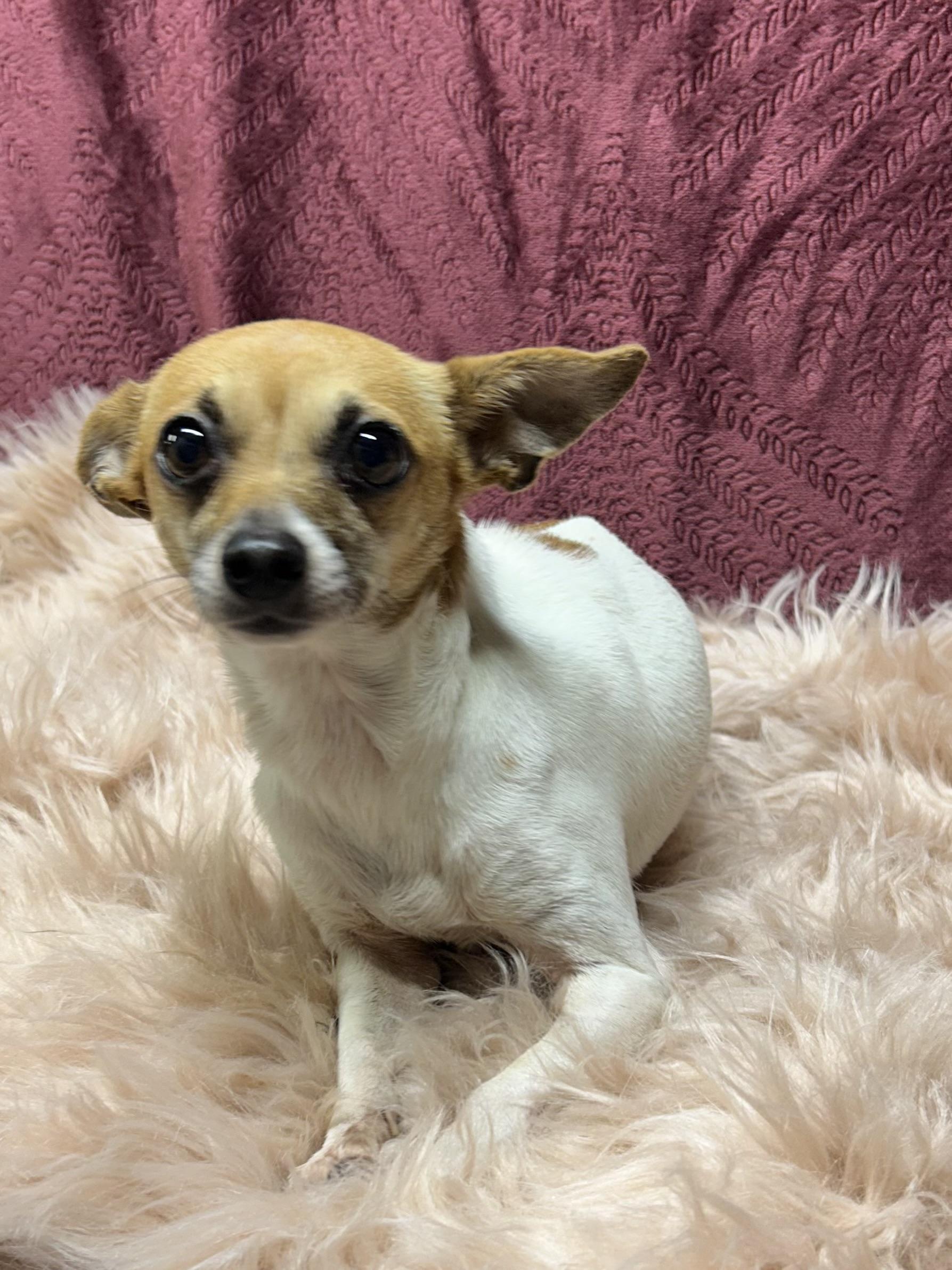 Enlarge PIXIE, a Adoptable Chihuahua in Elyria, OH image 4/6