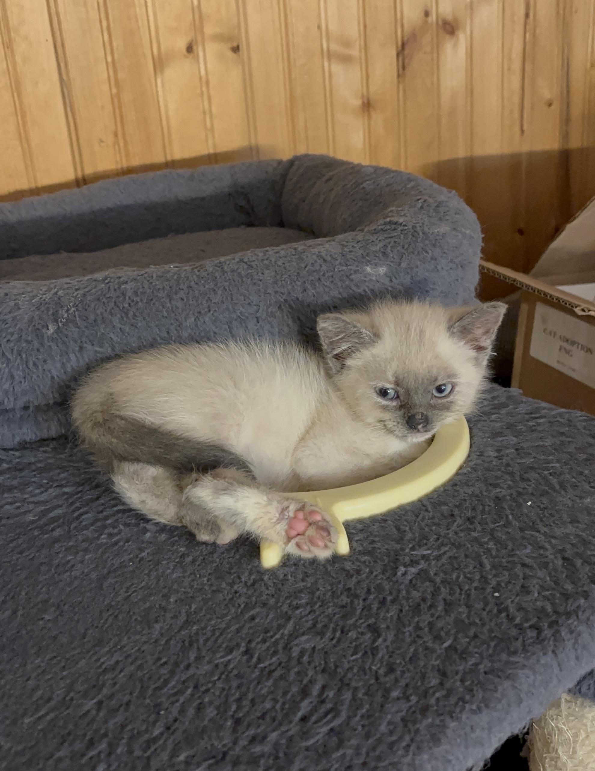 Sam, a Adoptable Domestic Short Hair in Cornwall, ON image 4/6