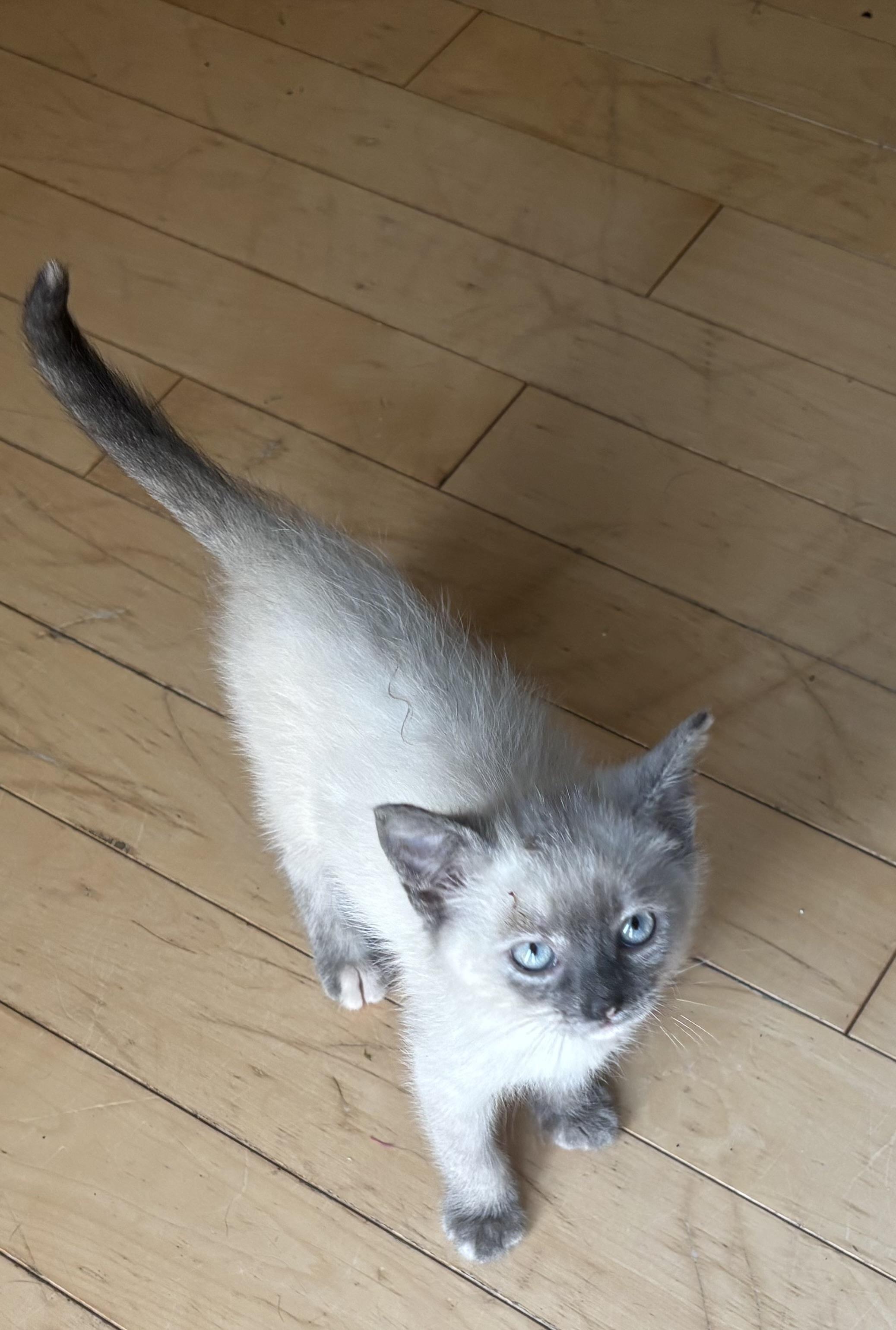 Sam, Adoptable, Kitten Female Domestic Short Hair.