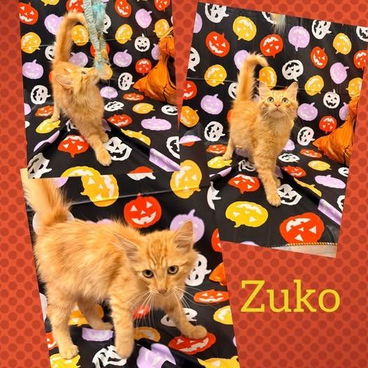 Zuko, Adoptable, Kitten Male Domestic Medium Hair.