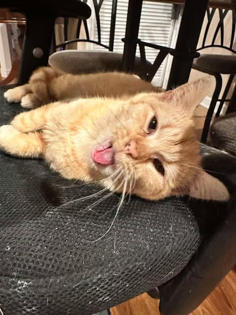 Enlarge Peaches, an adopted Domestic Short Hair in East Lansing, MI image 3/3