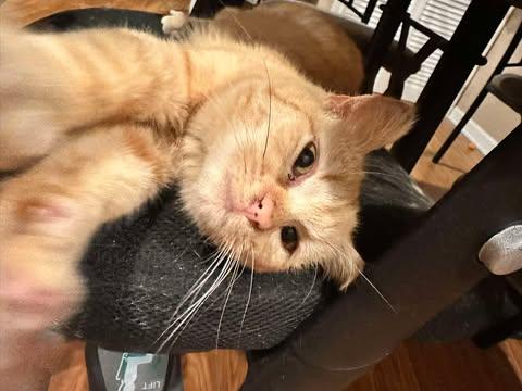 Enlarge Peaches, an adopted Domestic Short Hair in East Lansing, MI image 2/3