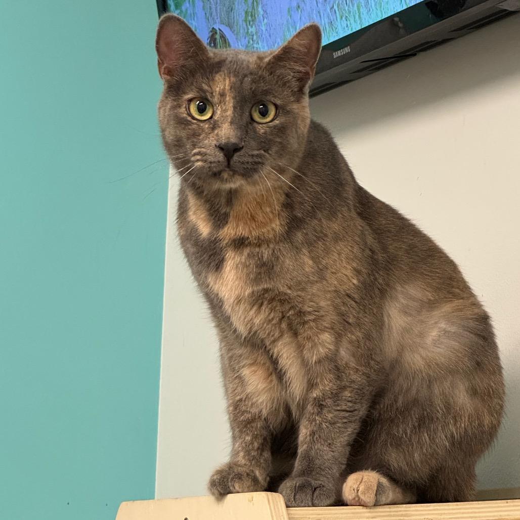 Enlarge Octavia, a Adoptable Domestic Short Hair in Wheeling, IL image 1/5