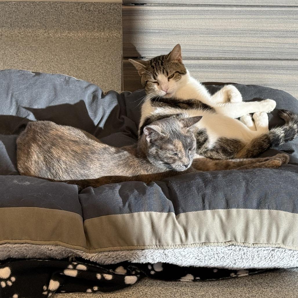 Enlarge Octavia, a Adoptable Domestic Short Hair in Wheeling, IL image 2/5