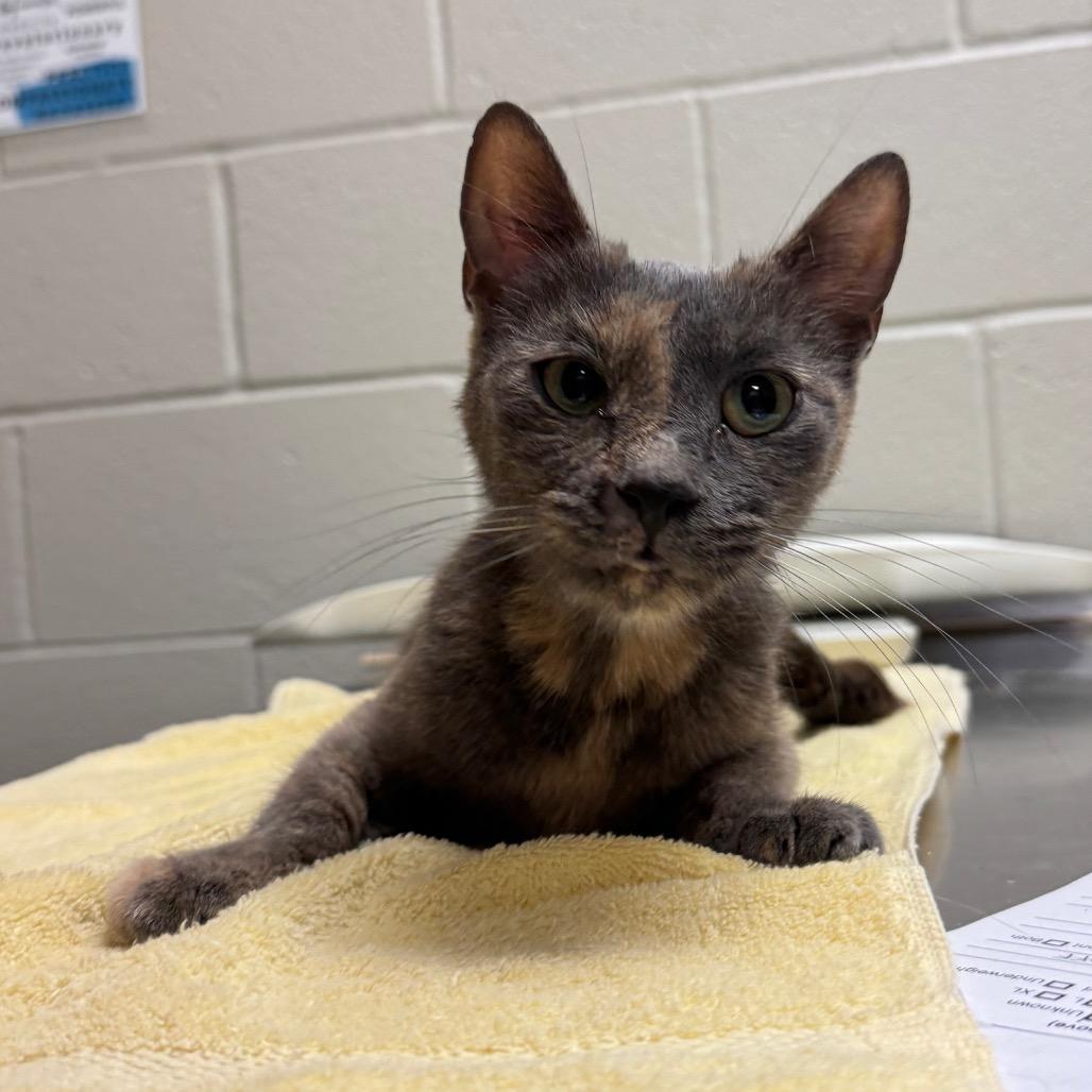 Enlarge Octavia, a Adoptable Domestic Short Hair in Wheeling, IL image 3/5