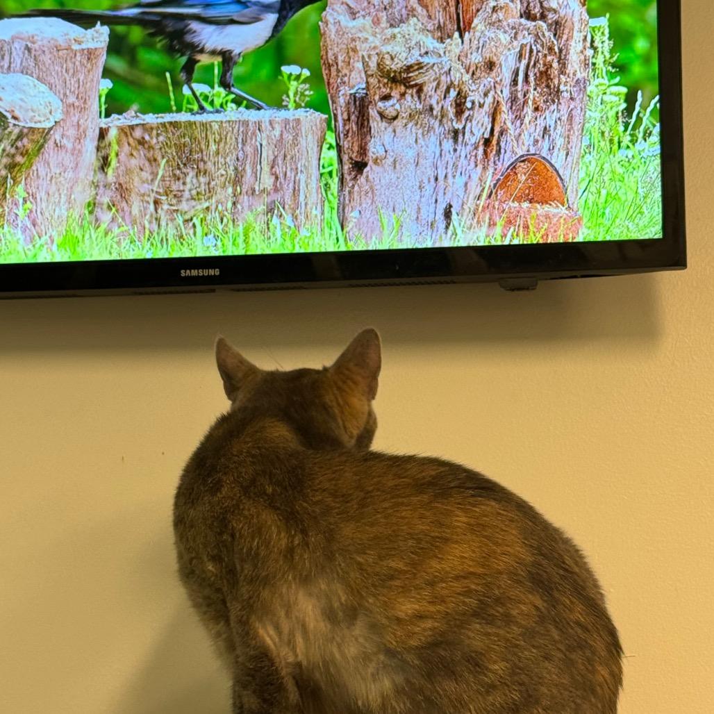 Enlarge Octavia, a Adoptable Domestic Short Hair in Wheeling, IL image 4/5