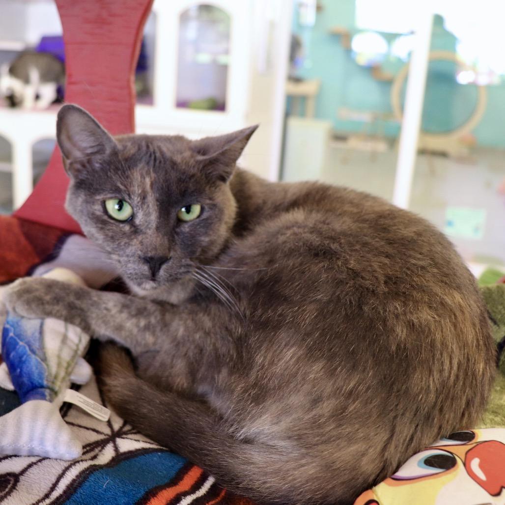 Enlarge Octavia, a Adoptable Domestic Short Hair in Wheeling, IL image 5/5