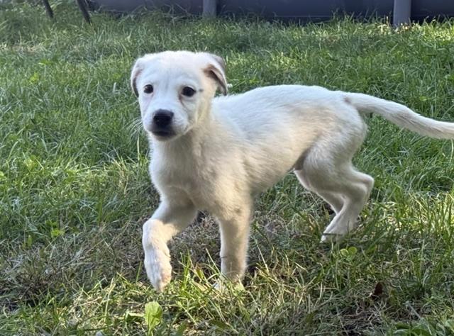 Enlarge Pacey, a Adopted mixed breed in Minneapolis, MN image 3/5