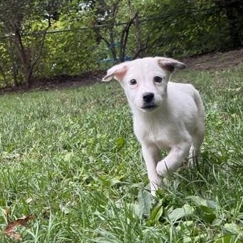 Enlarge Pacey, a Adopted mixed breed in Minneapolis, MN image 5/5