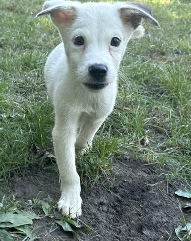 Enlarge Pacey, a Adopted mixed breed in Minneapolis, MN image 2/5
