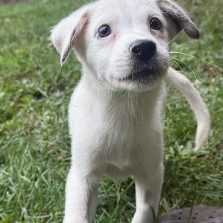 Pacey, Adoptable, Puppy Male Retriever.