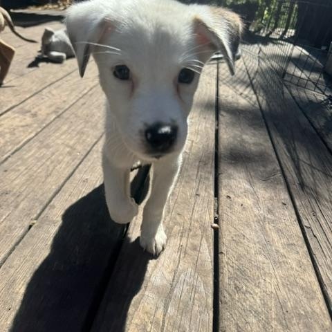 Enlarge Pacey, a Adopted mixed breed in Minneapolis, MN image 4/5