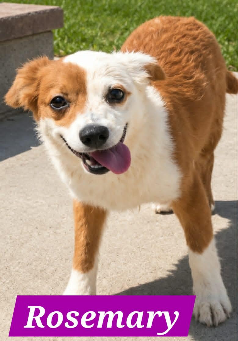 Rosemary Mae, Adoptable, Puppy Female Australian Shepherd.