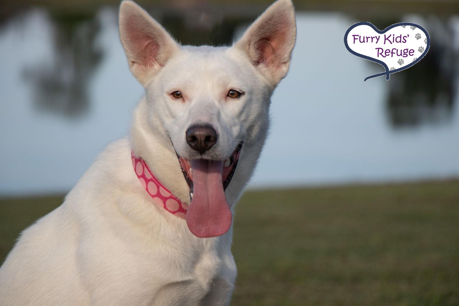Valley, Adopted, Adult Female Shepherd.