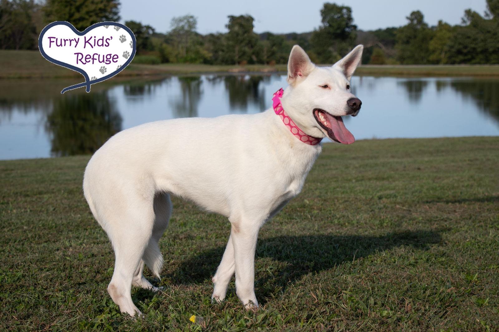 Enlarge Valley, a Adopted Shepherd in Lee's Summit, MO image 2/3