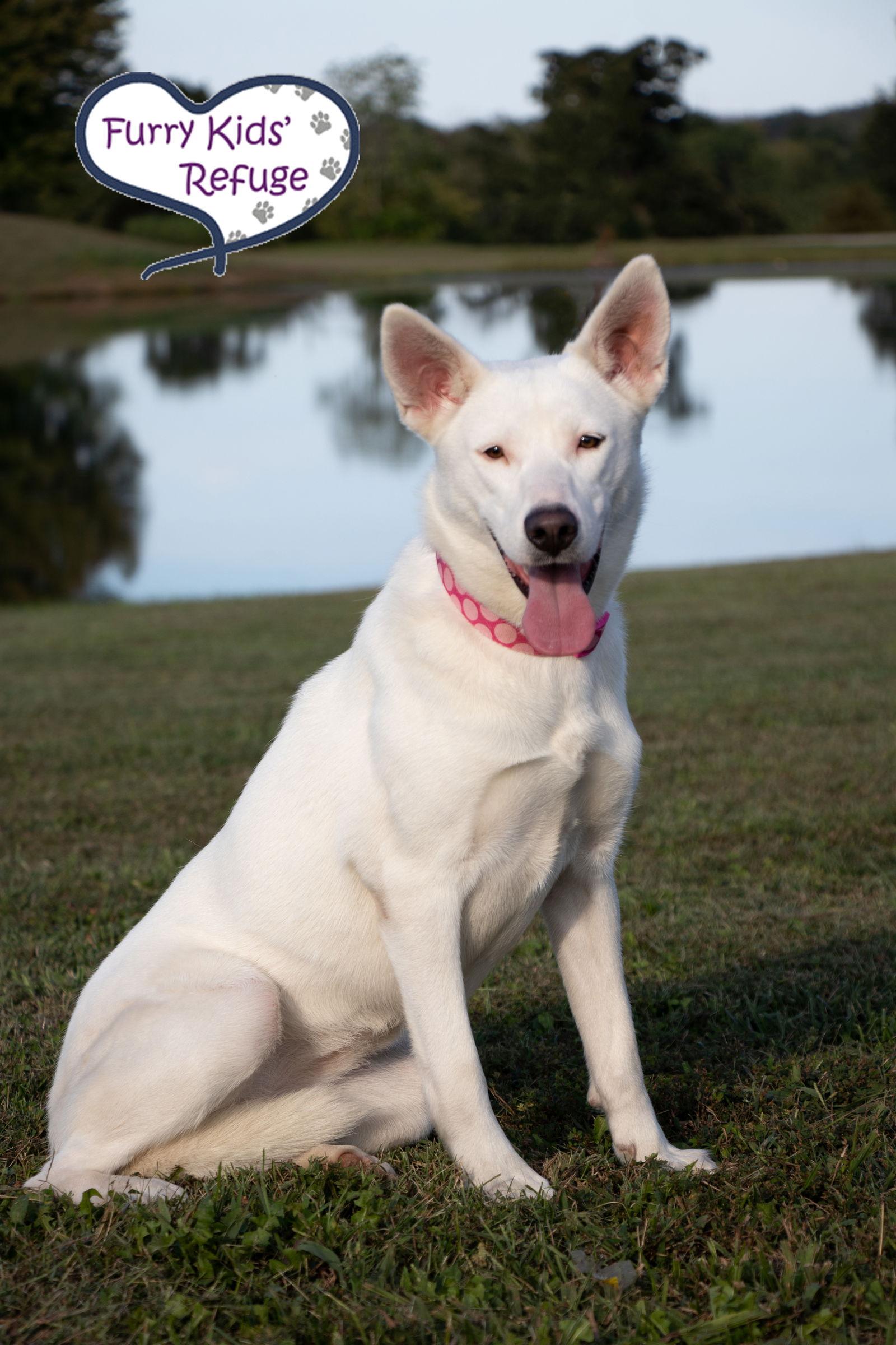 Enlarge Valley, a Adopted Shepherd in Lee's Summit, MO image 3/3