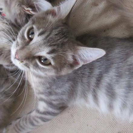 Enlarge Lester, an adopted Domestic Short Hair in Woodbridge, VA image 1/1