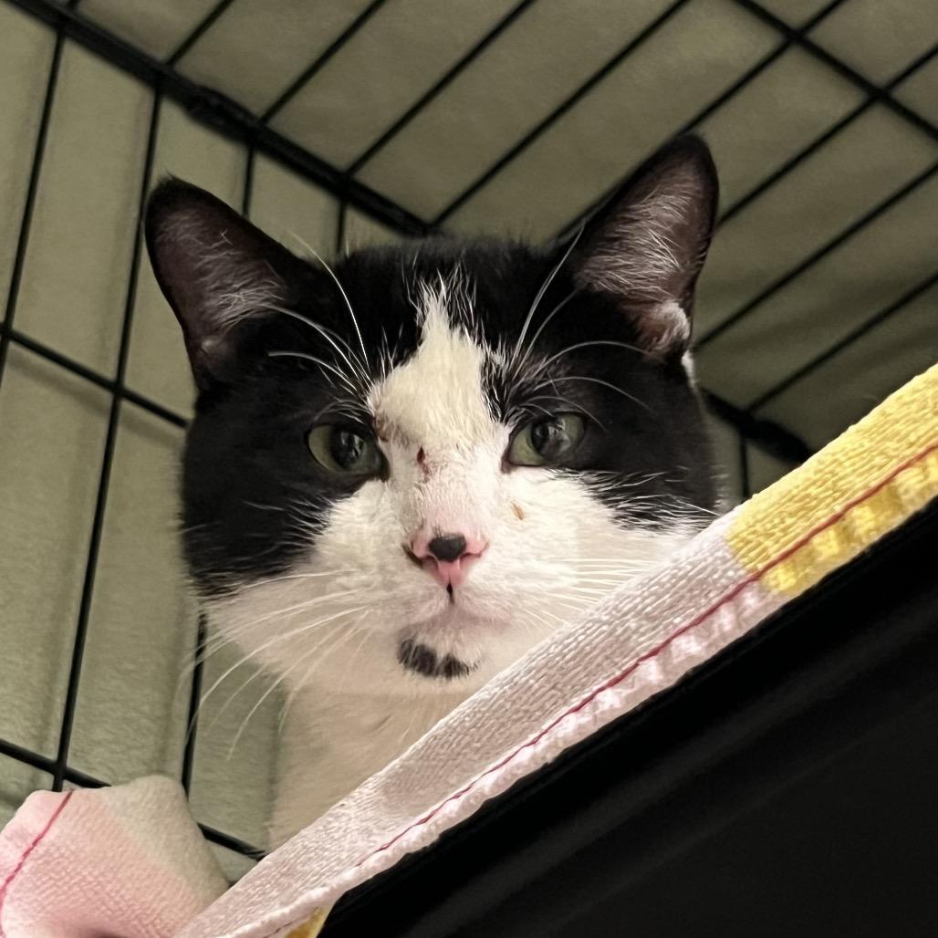 Enlarge Papa Bear (bonded to Cordelia), a Adoptable Domestic Short Hair in Middleburg Heights , OH image 1/6